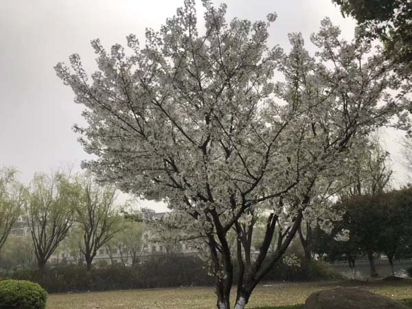 經濟詐騙犯罪判決量刑標準與法律如何適用？深圳刑事案件找律師告訴您